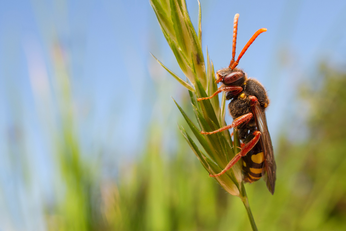 Nomada Bee wideangle